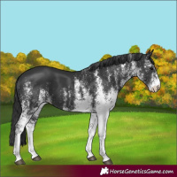 Horse Color:White Spotted Black 