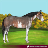 Horse Color:White Spotted Brown 