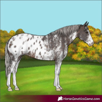 Horse Color:Powder White White Spotted Silver Brown Appaloosa
