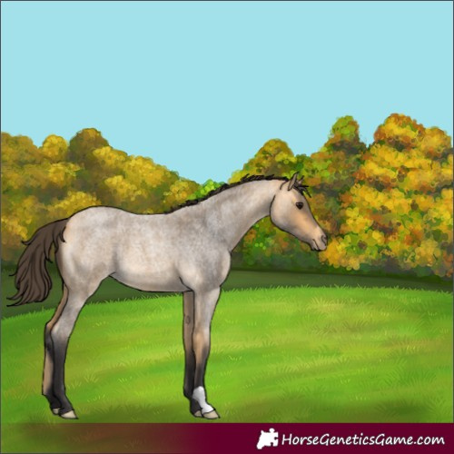 Horse Color:Buckskin Roan 