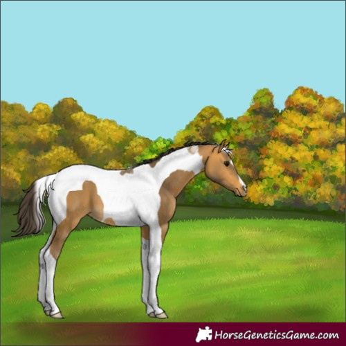 Horse Color:Buckskin Tobiano