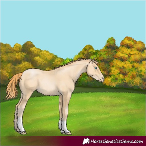 Horse Color:Buckskin Pearl 