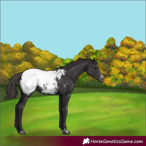 Horse Color:Smoky Black Appaloosa Rabicano 
