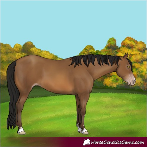 Horse Color:Gray Amber Champagne 