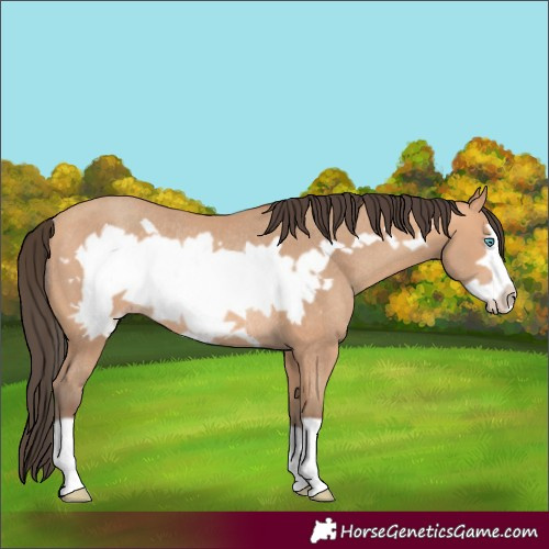 Horse Color:Amber Champagne Frame Rabicano 