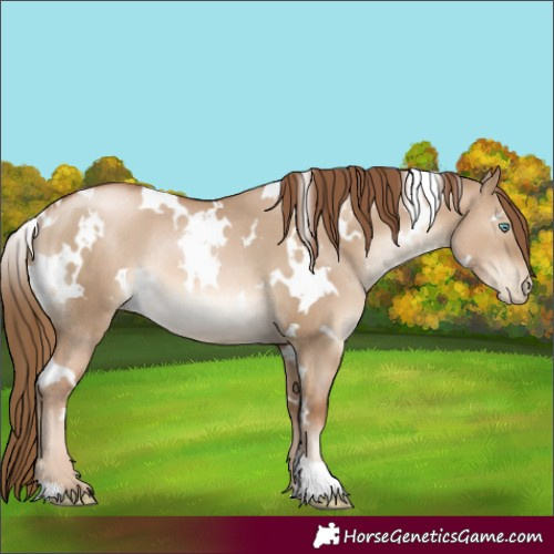 Horse Color:White Spotted Liver Red Dun Pearl Rabicano 