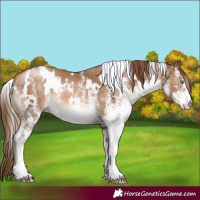 Horse Color:White Spotted Liver Chestnut Pearl