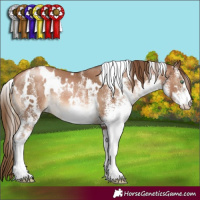 Horse Color:White Spotted Liver Chestnut Pearl