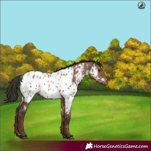 Horse Color:White Spotted Liver Red Dun Appaloosa