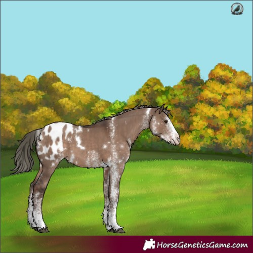 Horse Color:White Spotted Liver Red Dun Mushroom Appaloosa 