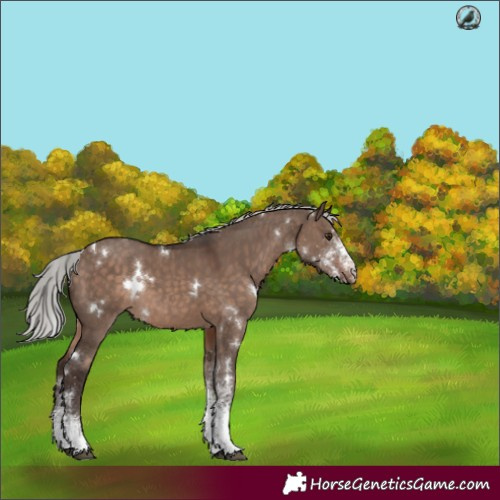 Horse Color:White Spotted Silver Brown Dun Mushroom