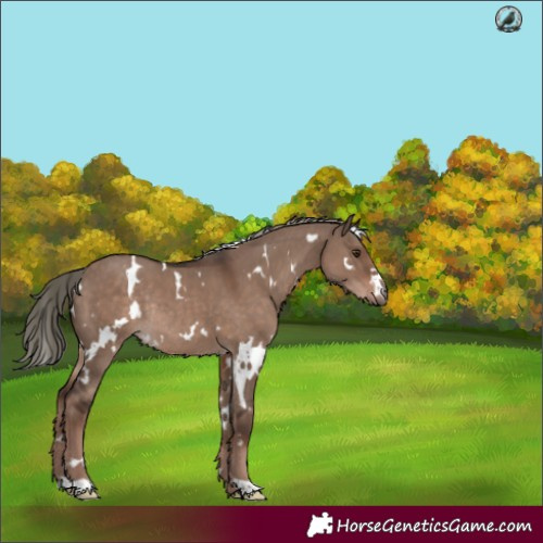 Horse Color:White Spotted Liver Red Dun Mushroom Rabicano