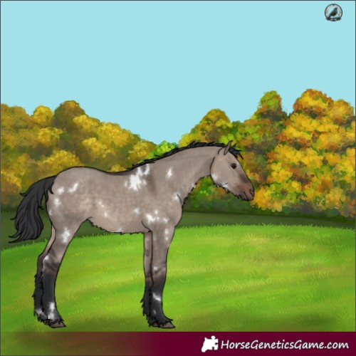 Horse Color:White Spotted Brown Dun Mushroom 