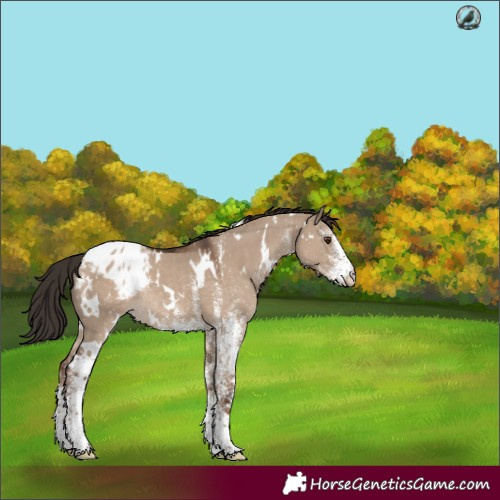 Horse Color:White Spotted Liver Red Dun Appaloosa Rabicano 