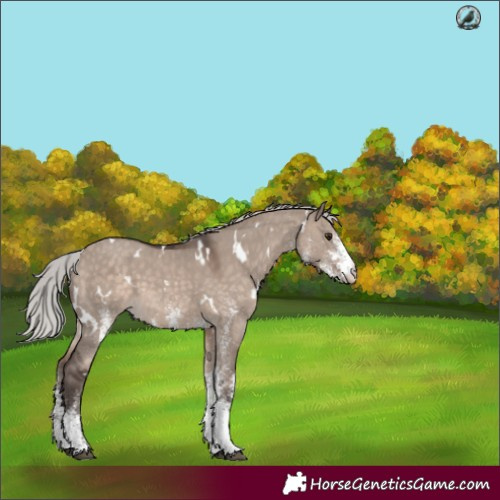 Horse Color:White Spotted Silver Brown Dun Mushroom