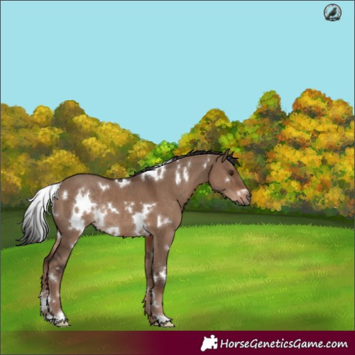 Horse Color:White Spotted Liver Red Dun Rabicano 
