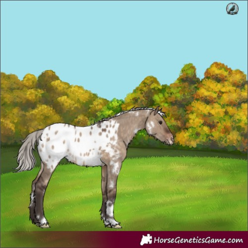 Horse Color:White Spotted Silver Brown Dun Appaloosa 