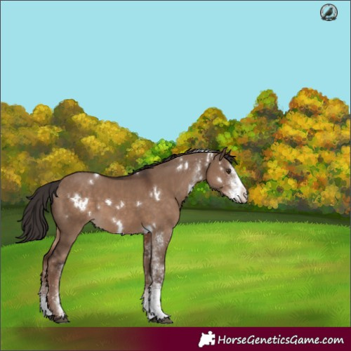 Horse Color:White Spotted Liver Red Dun Rabicano 