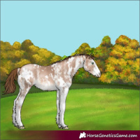 Horse Color:White Spotted Liver Chestnut Pearl 