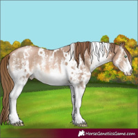 Horse Color:White Spotted Liver Chestnut Pearl 