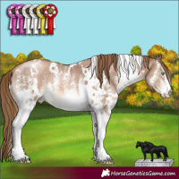 Horse Color:White Spotted Liver Chestnut Pearl 