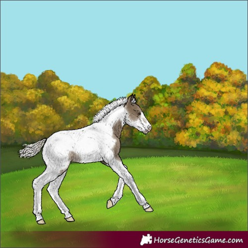 Horse Color:Silver Smoky Black Tobiano Frame Rabicano 