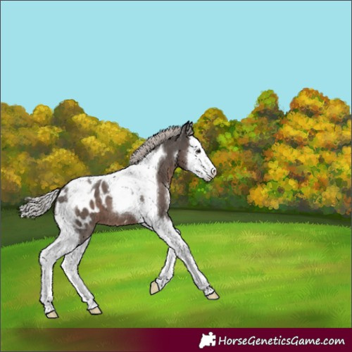 Horse Color:Silver Black Sabino Splash Tobiano Appaloosa