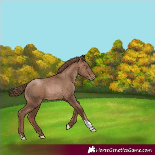Horse Color:Brown Pearl Rabicano