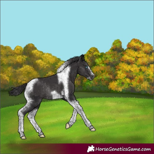 Horse Color:Smoky Black Tobiano Frame Rabicano 