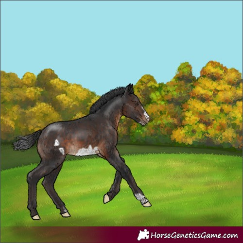 Horse Color:Brown Frame 