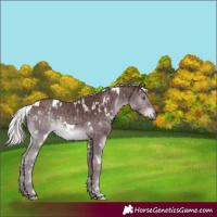 Horse Color:White Spotted Chocolate Silver Black Chinchilla