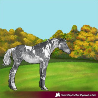 Horse Color:White Spotted Silver Black Chinchilla