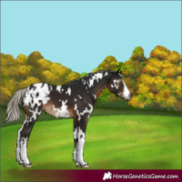Horse Color:Gray White Spotted Silver Brown Appaloosa 