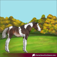 Horse Color:Silver Brown Mushroom Splash Tobiano Rabicano
