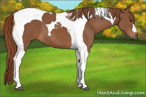 Horse Color:Chestnut Tobiano 