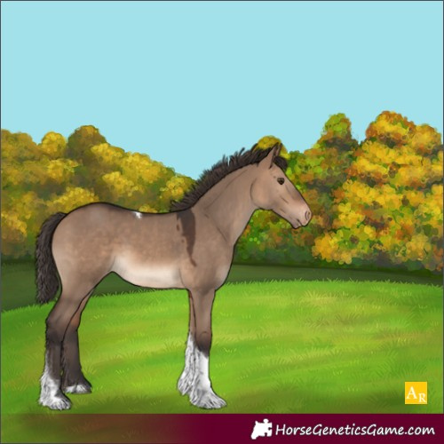 Horse Color:Brown Dun Tobiano Appaloosa 