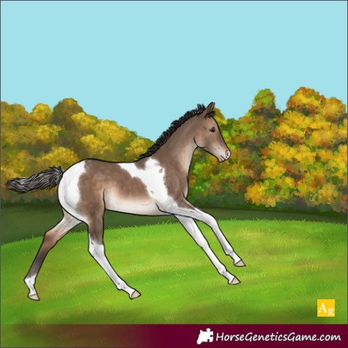 Horse Color:Brown Dun Tobiano Blanket 