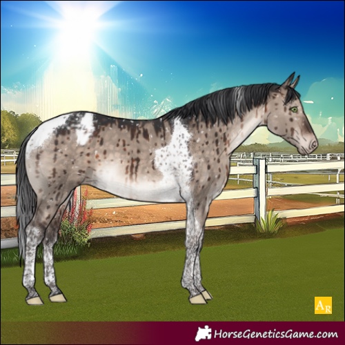 Horse Color:Brown Dun Mushroom Tobiano Appaloosa Brindle 