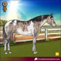 Horse Color:Brown Dun Mushroom Tobiano Appaloosa Brindle