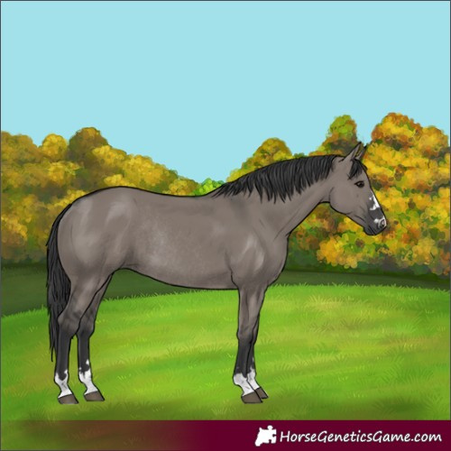 Horse Color:Grullo Rabicano 
