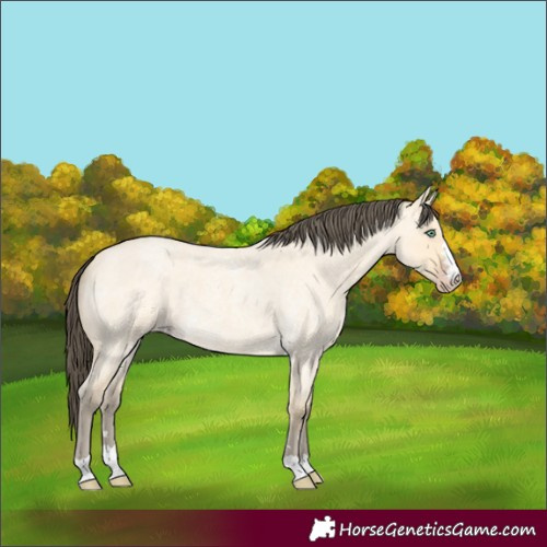 Horse Color:Amber Cream Champagne Roan Dun 