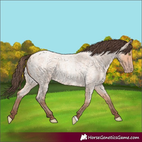Horse Color:Amber Champagne Roan 