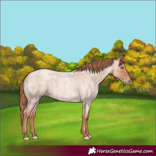 Horse Color:Gold Champagne Roan 