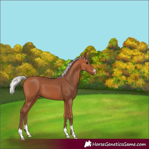 Horse Color:Silver Bay 