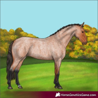 Horse Color:Bay Roan