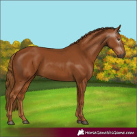 Horse Color:Gray Chestnut