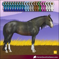 Horse Color:Brown