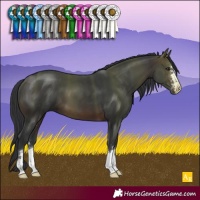 Horse Color:Brown 