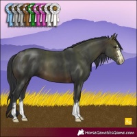 Horse Color:Brown 