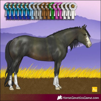 Horse Color:Brown